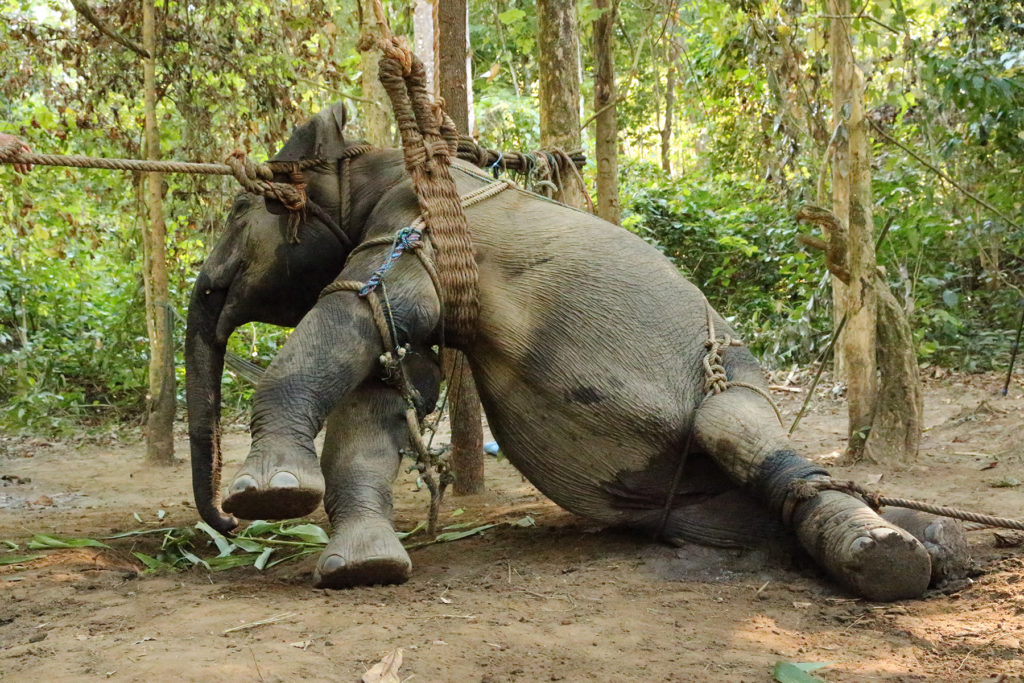 Elefanter er underholdning RG World Protection
