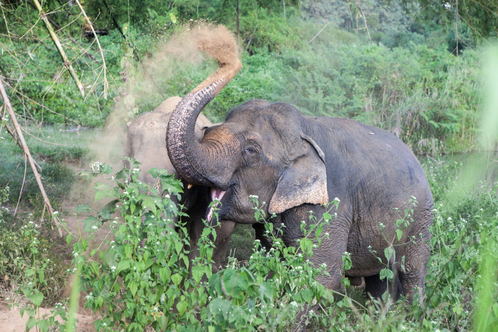 Thailandske elefanter RG – World Animal