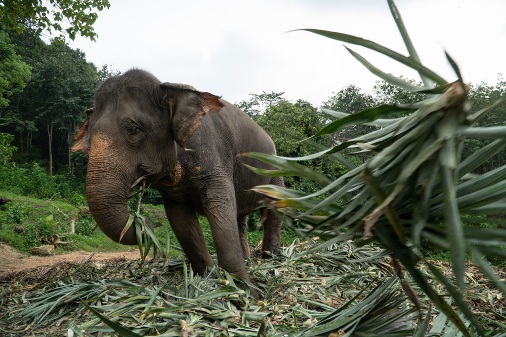 hvile Chaiselong Knoglemarv Hjaelp elefanterne SD – World Animal Protection
