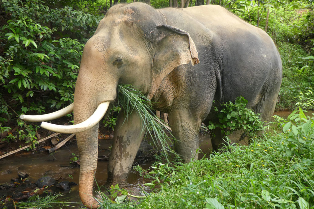 Hjaelp elefanterne – Animal Protection