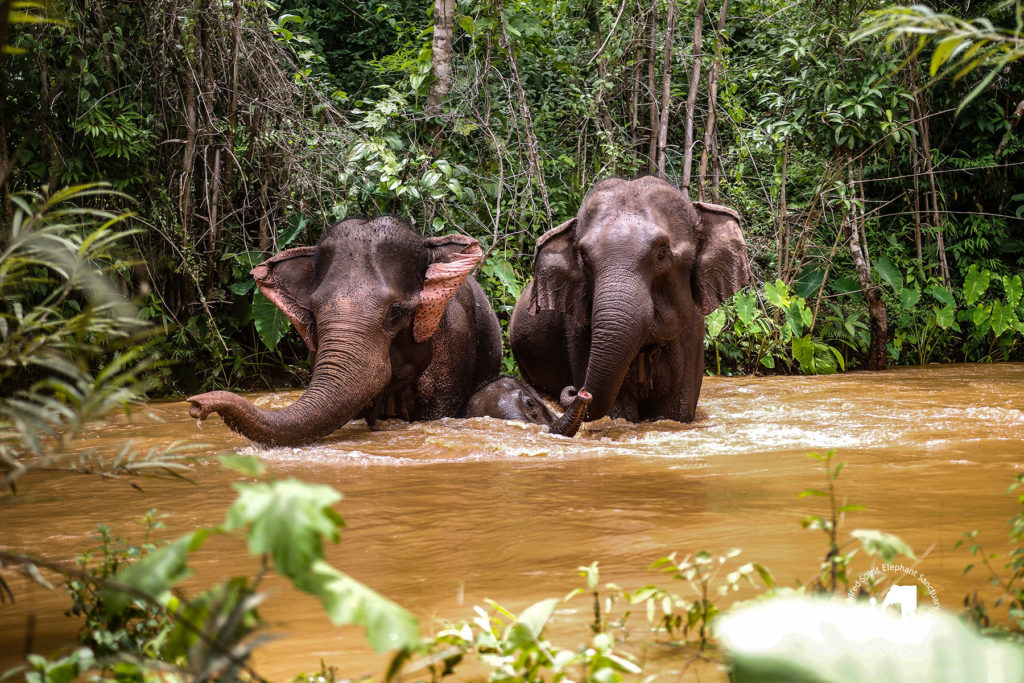 noedhjaelp elefanter sd – World Animal Protection