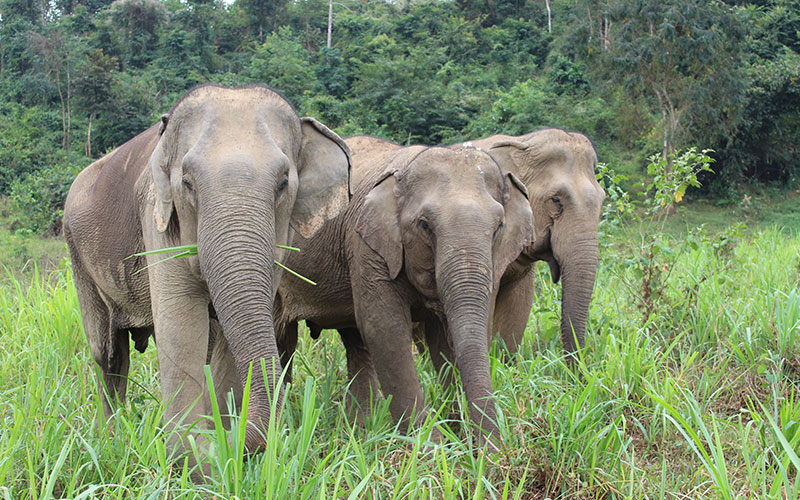 Thailandske elefanter RG – World Animal