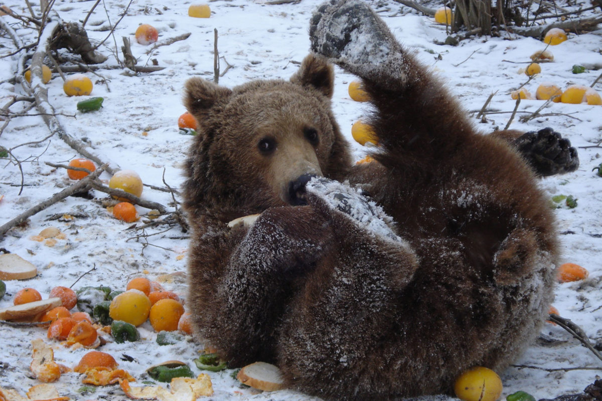 Еда медведя